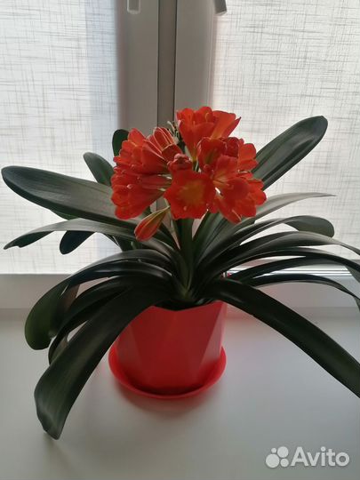 Комнатные цветы кливия