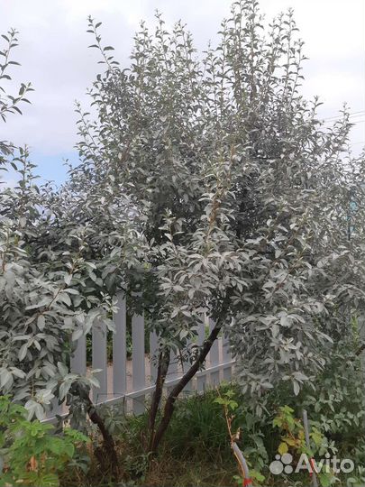 Лох серебристый