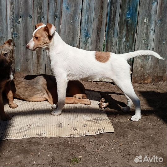 Щенок мальчик