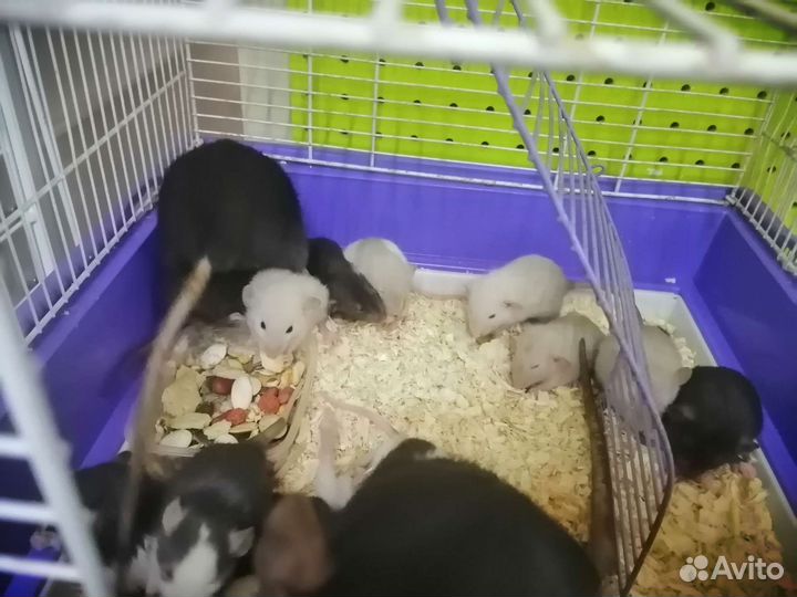 Крыса дамбо