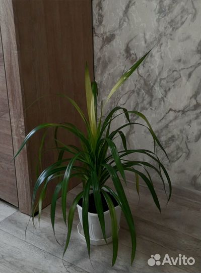 Панданус вариегатный