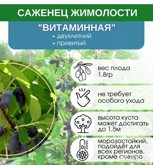 Жимолость Витаминная