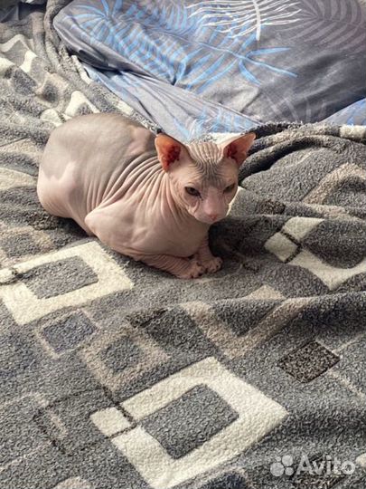 Донской сфинкс