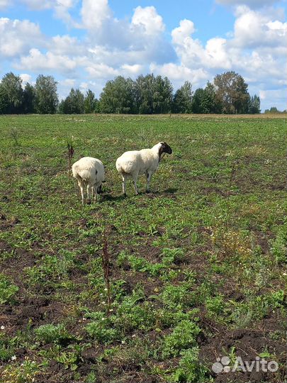 Курдючные бараны, гисар