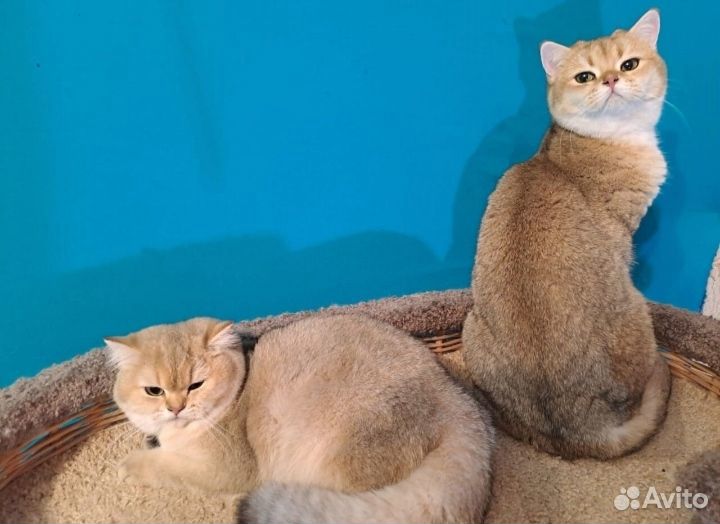 Золотая шиншилла