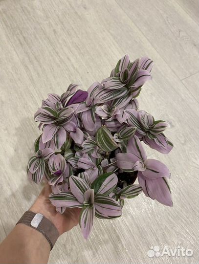 Традесканция