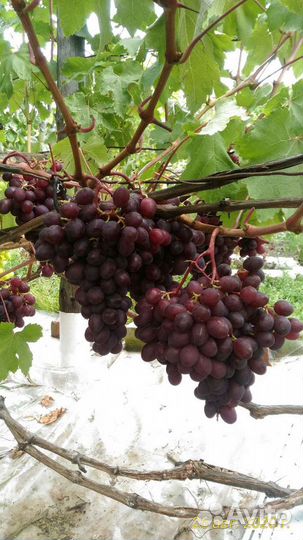 Саженцы винограда