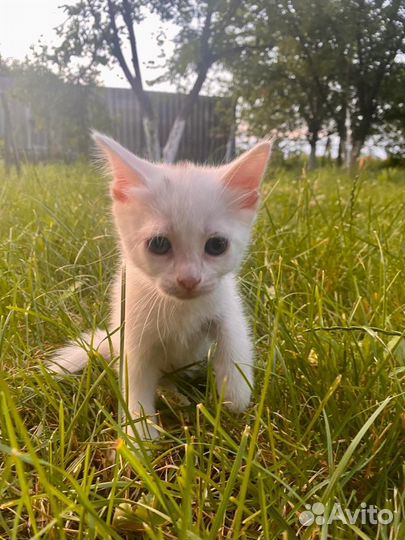 Котята в добрые руки бесплатно