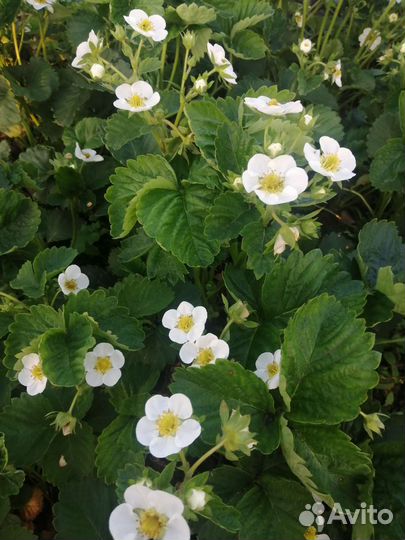 Рассада клубники (малина, ежевика)