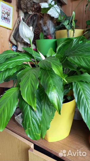 Диффенбахия