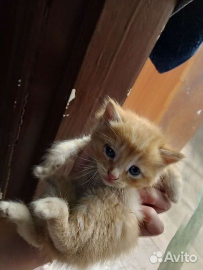 Кошка в дар бесплатно