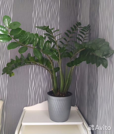 Замиокулькас