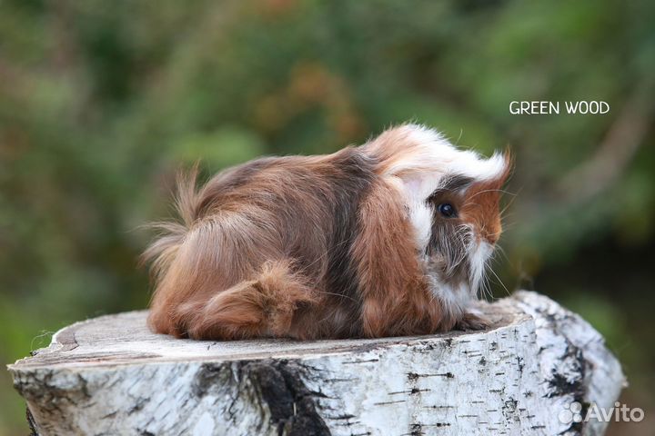Перуанские морские свинки