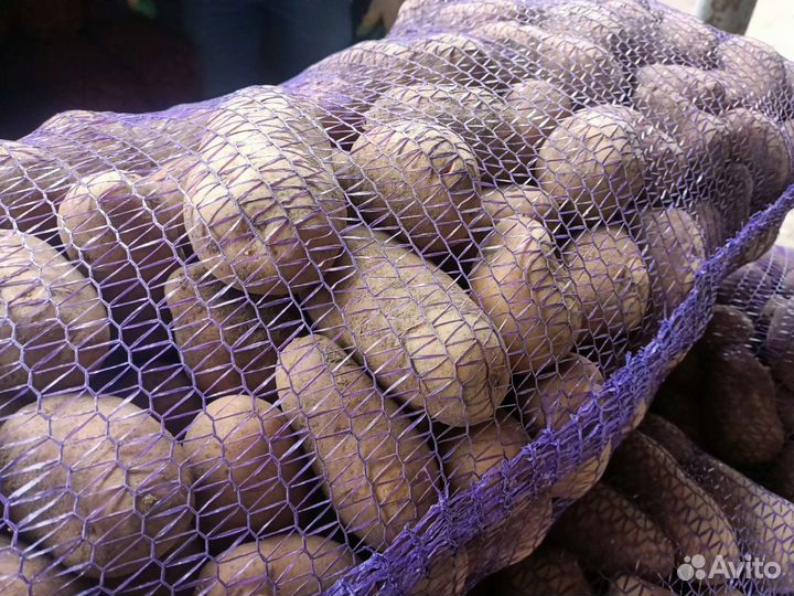 Продам картофель оптом