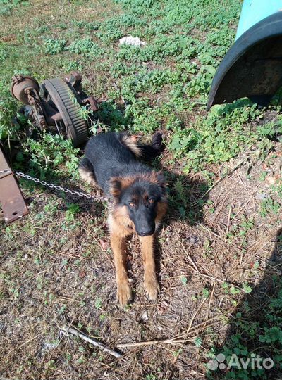 Немецкая овчарка