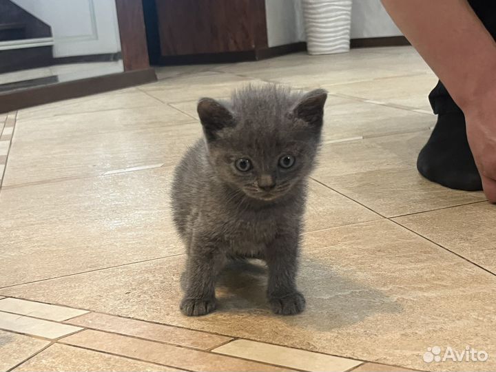 Вислоухие котята