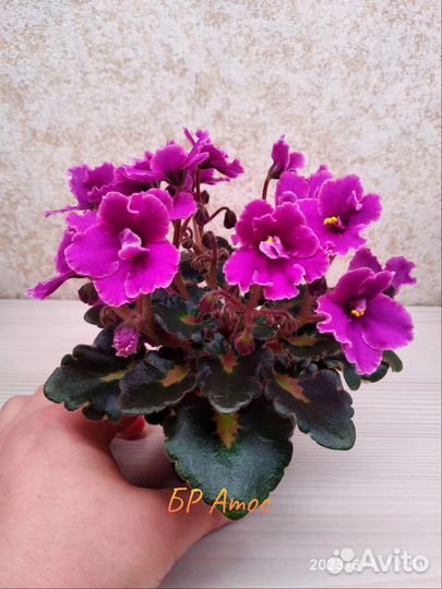 Мини фиалки