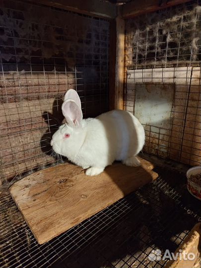 Крол 8 месяцев на племя