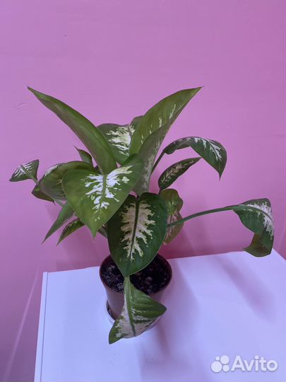 Диффенбахия