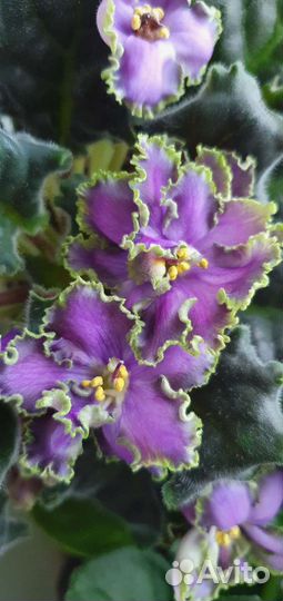 Фиалка сортовая (лист)