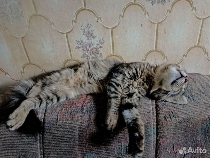 Кошка в дар бесплатно