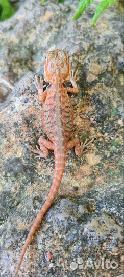 Бородатая агама