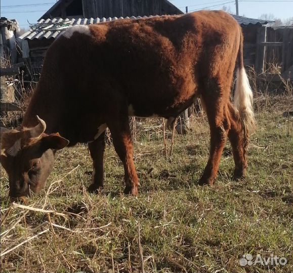 Продам быка на племя
