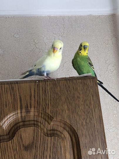 Волнистый попугай