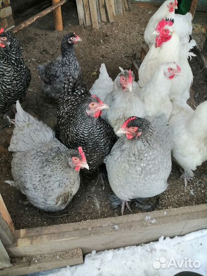 Инкубационное яйцо породной птицы