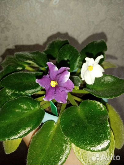 Фиалки цветущие в горшке