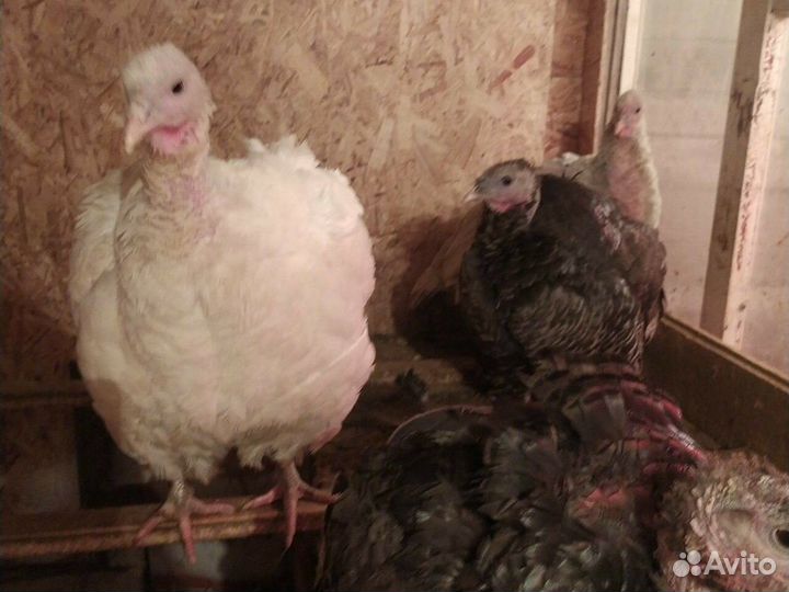 Индюки индюшата