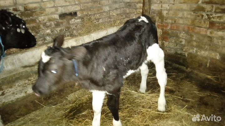 Бычки и телки