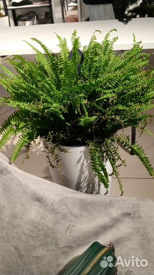 Уход и decor цветов