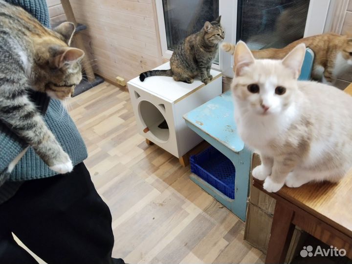 Кошечка Персея