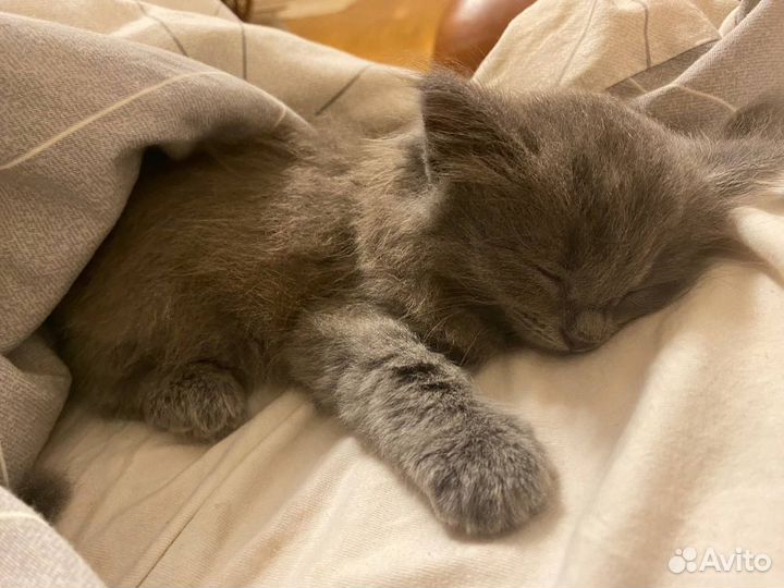Кошка / Котенок / Бесплатно