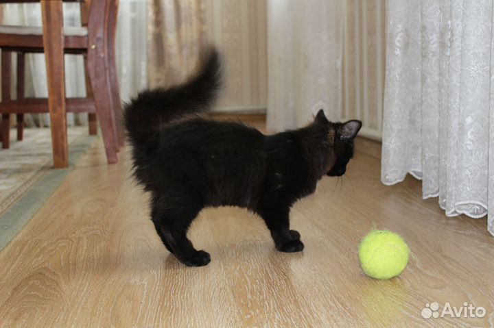 Милые котята