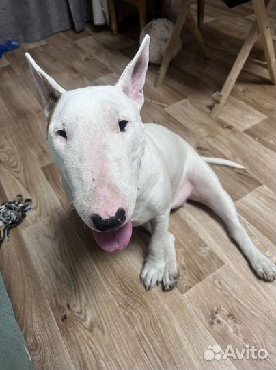 Бультерьер Вязка