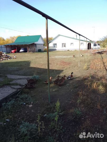 Утки подсадные кряква