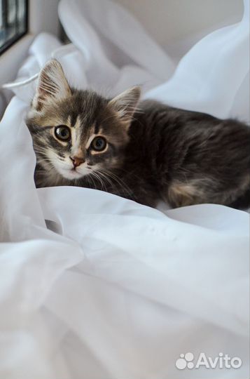 Кошка в дар бесплатно