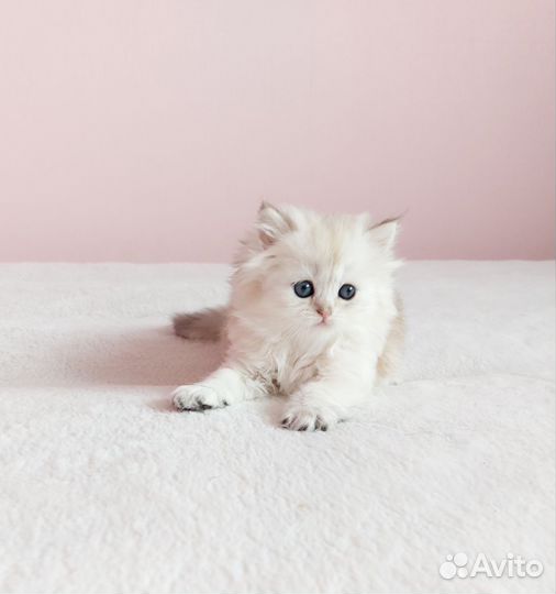 Шотландская девочка Саншайн