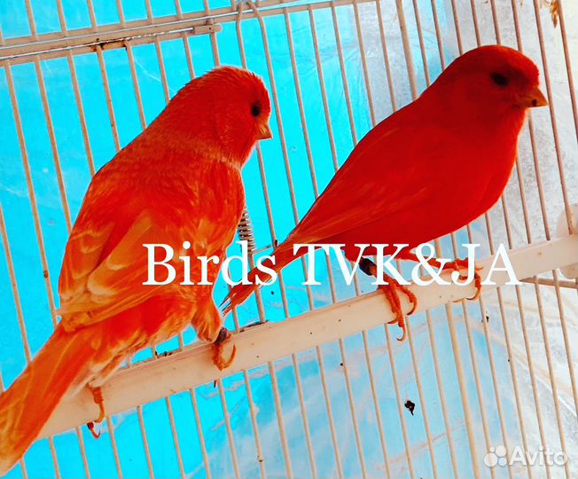 Кенара и канарейки липохром красный интенсив