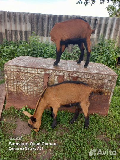 Чешский козел