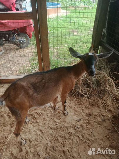 Козье молоко