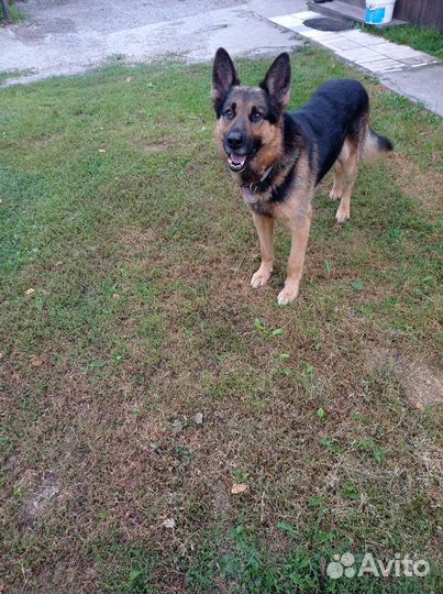 Кобель на вязку