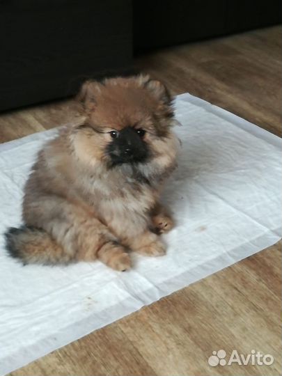 Щенки немецкого шпица