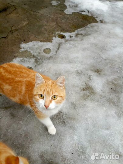 Кот подросток