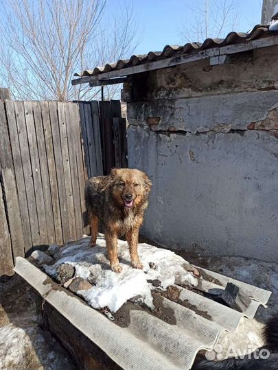 Щенков добрые руки