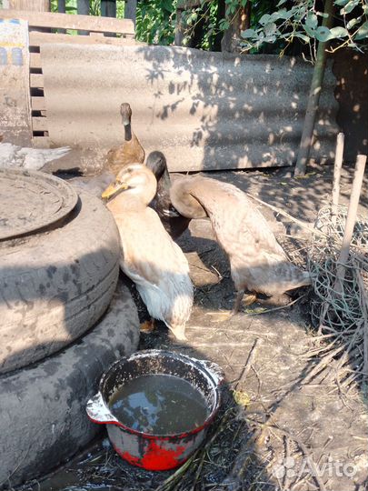 Утки Индийский бегун