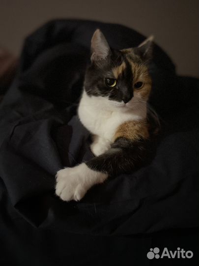 Кошка в добрые руки