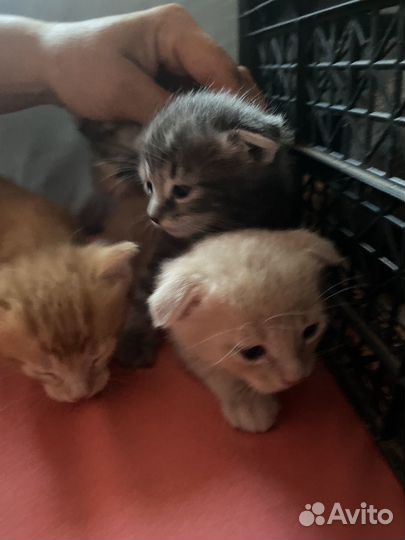 Котята в добрые руки
